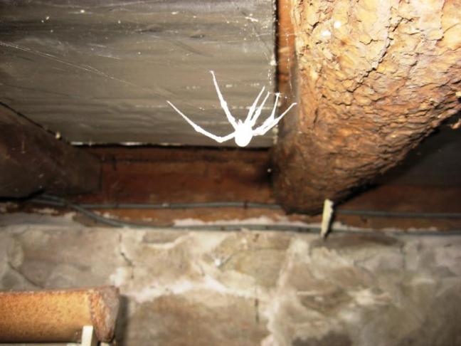 Moldy Spider | Creepy Basement | Evergreen Home Performance | Maine